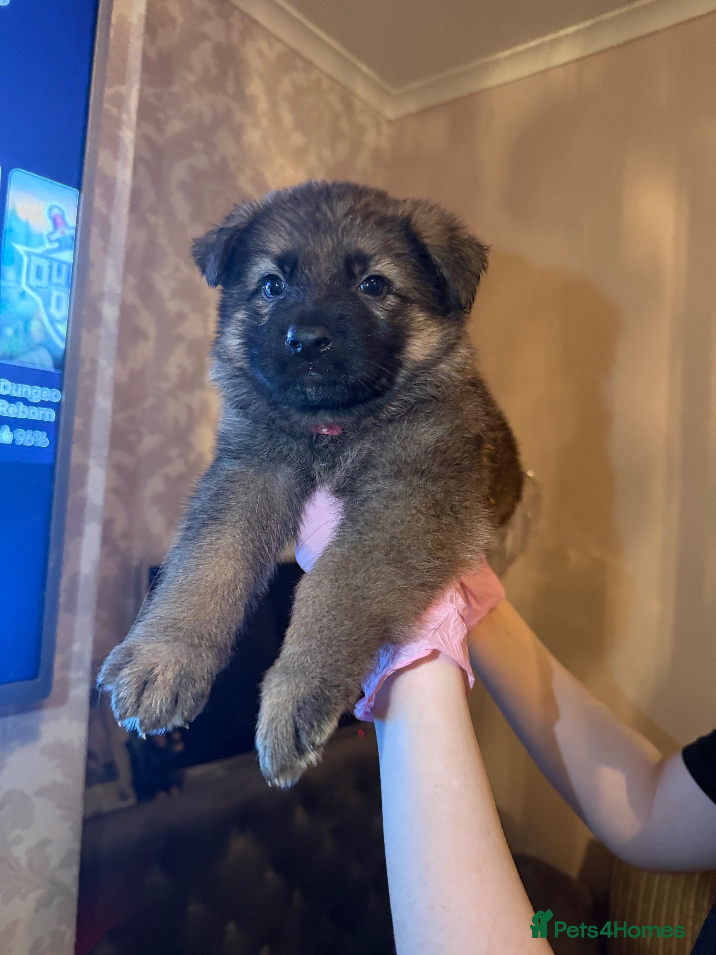 German Shepherd dogs Working line GSD puppies - 3rd generation breeding - Advert 1