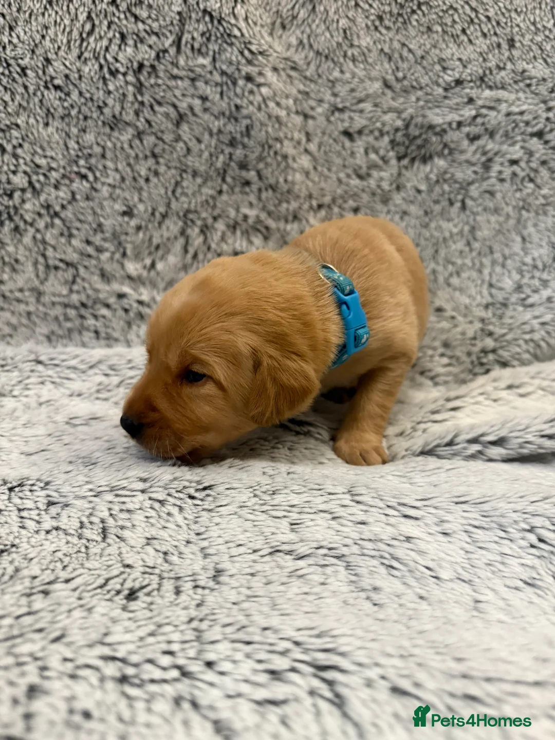 Labrador Retriever dogs for sale: KC Registered Labrador Retriever Puppies - Advert 27