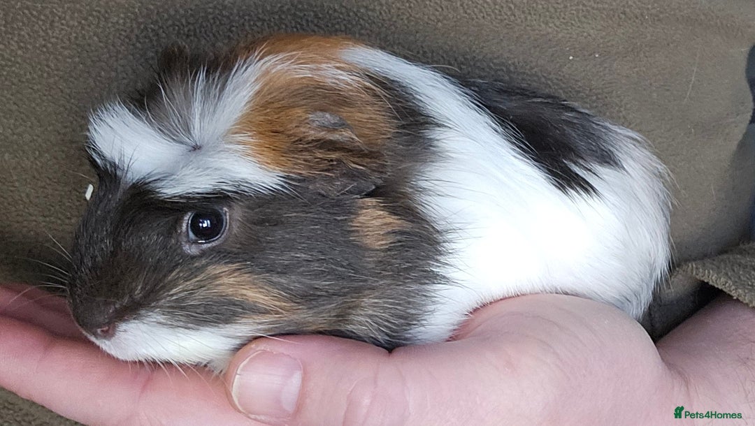Guinea Pig rodents for sale: 7 Week Old Indoor Baby Guinea Pigs Male and Female - Image 6
