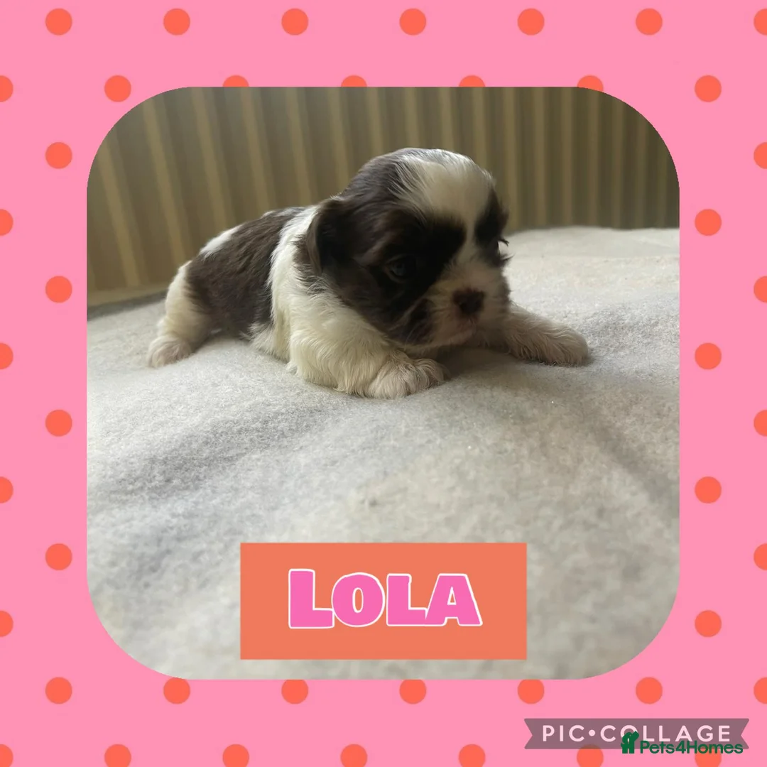 Shih Tzu dogs for sale: Imperial shih tzus in Middlesbrough - Advert 2