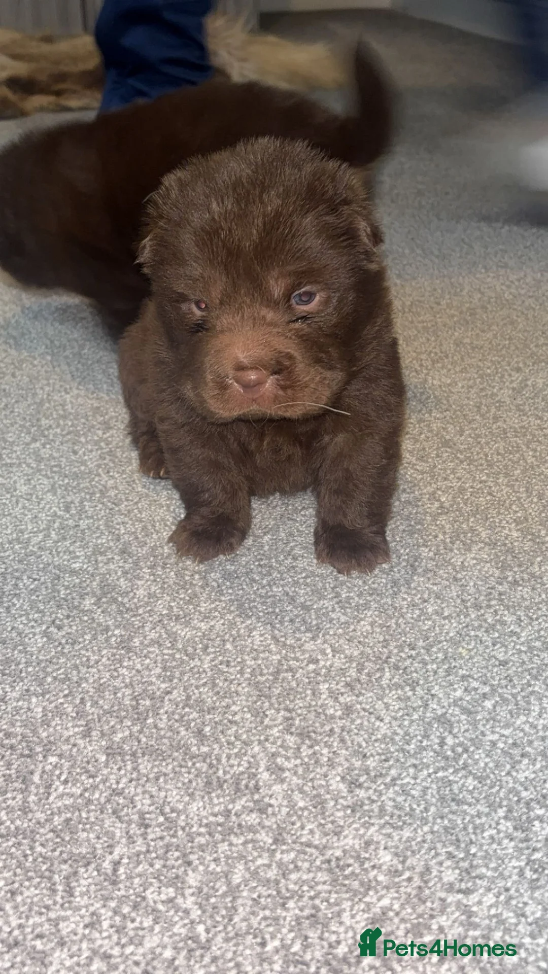 Shar Pei dogs for sale: Top quality choc and tan bear coat sharpies - Advert 21