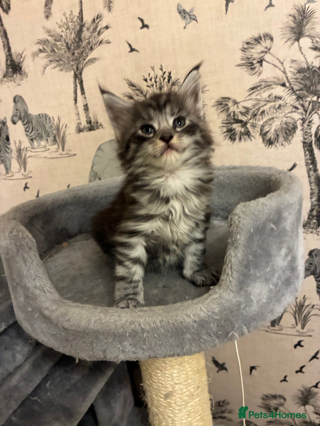 Maine Coon cats for sale: Maine Coon Kittens - Advert 22