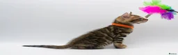 Bengal cats for sale: TICA Registered Brown & Snow Lynx Bengal Kittens - Advert 8