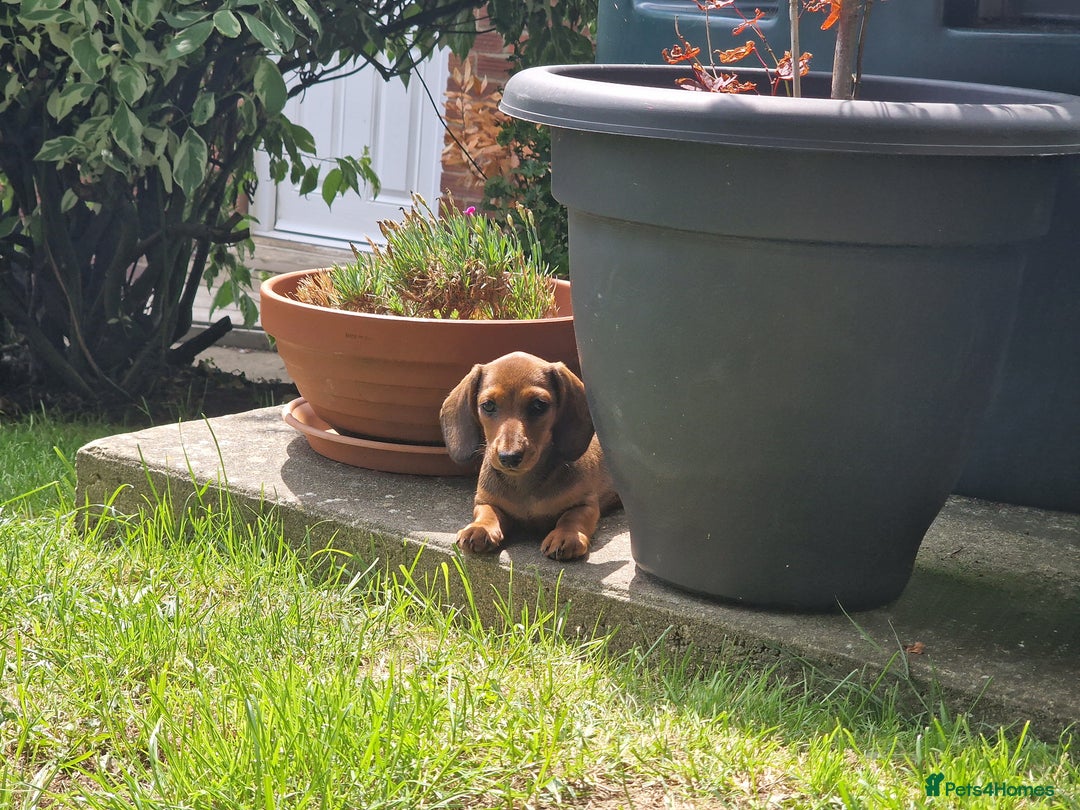 Dachshund dogs for sale: Champion sired, show quality miniature, ready now. - Image 2