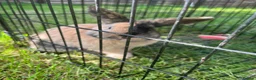 Mixed Breed rabbits for sale: Mochi  - Advert 2