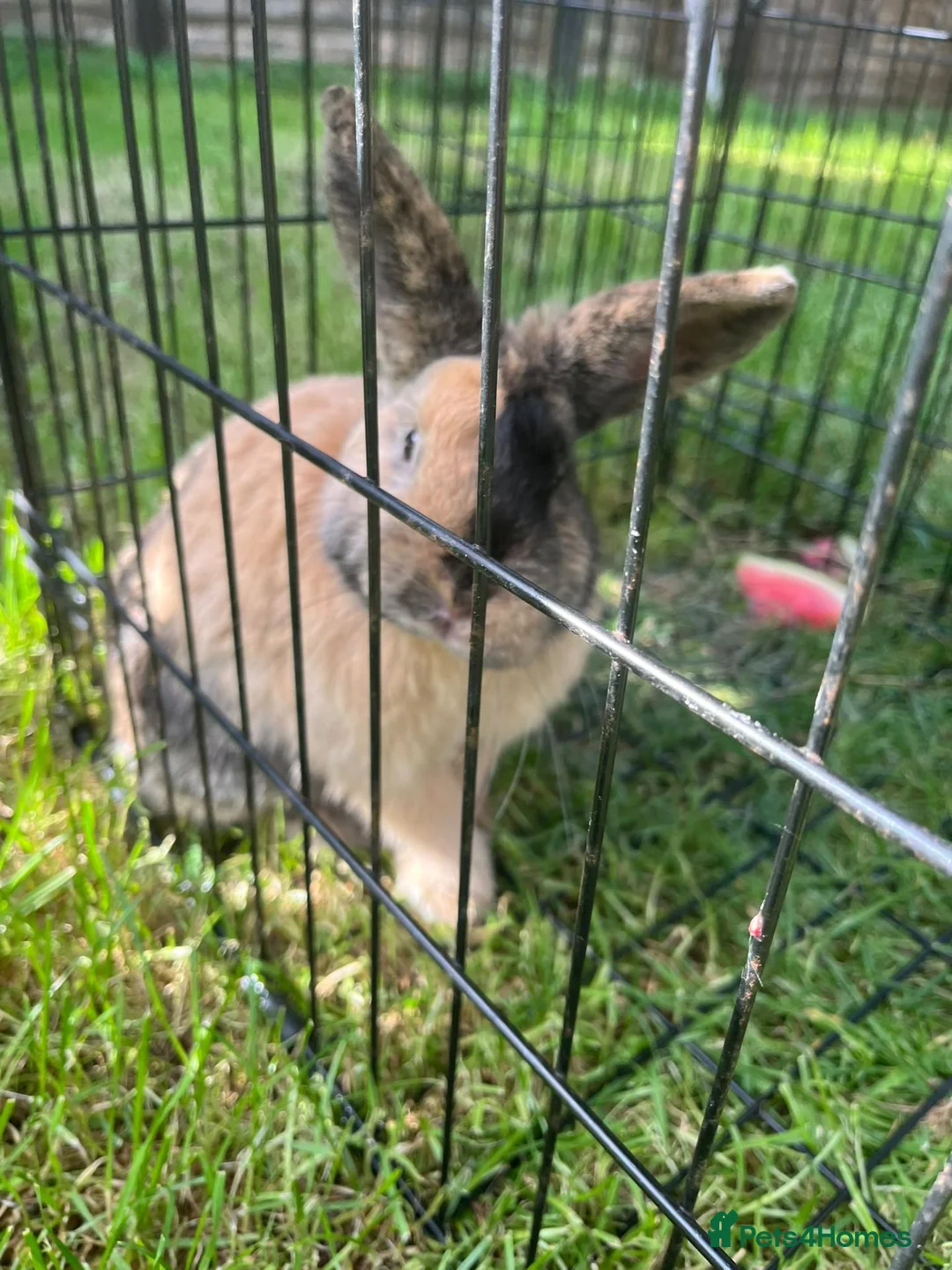Mixed Breed rabbits for sale: Mochi  - Advert 2