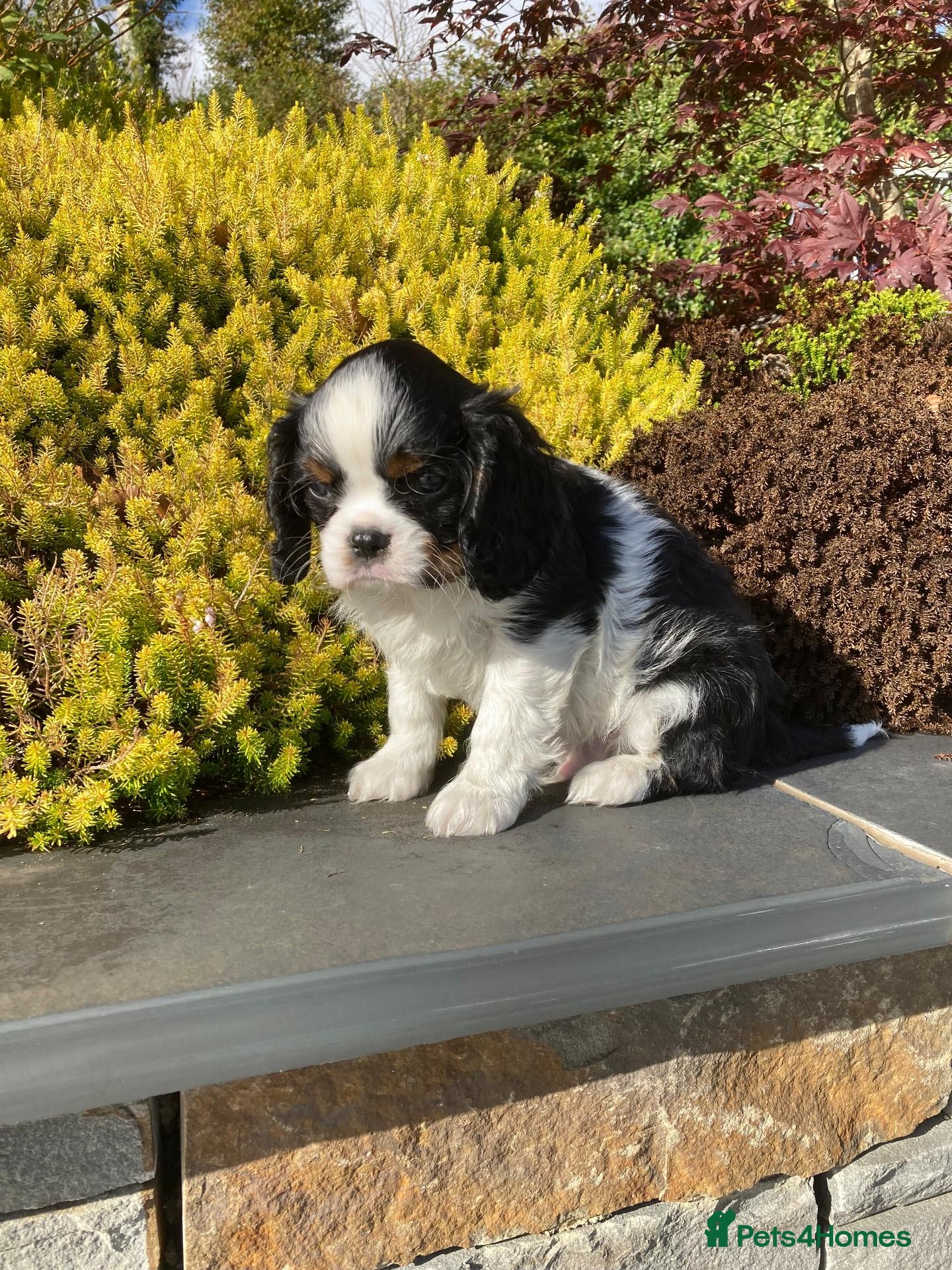 Cavalier King Charles Spaniel dogs KC tri/blenheim pups - health tested parents - Advert 2