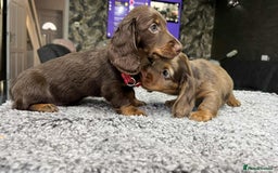 Miniature Dachshund dogs for sale: Longhaired miniature dachshund puppies KC reg. - Image 17