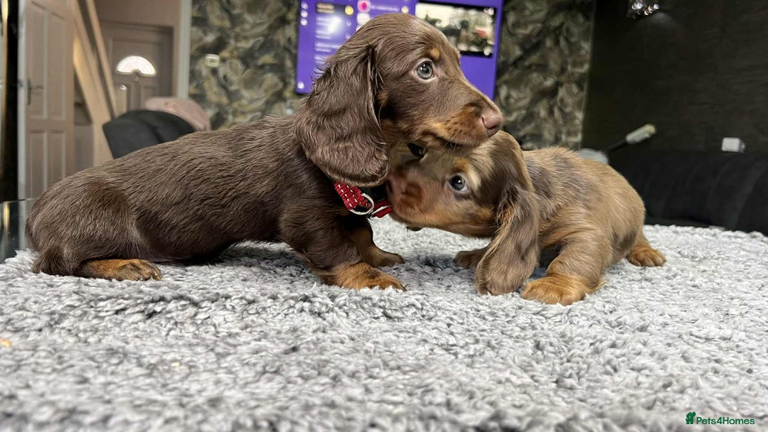 Miniature Dachshund dogs for sale: Longhaired miniature dachshund puppies KC reg. - Image 17