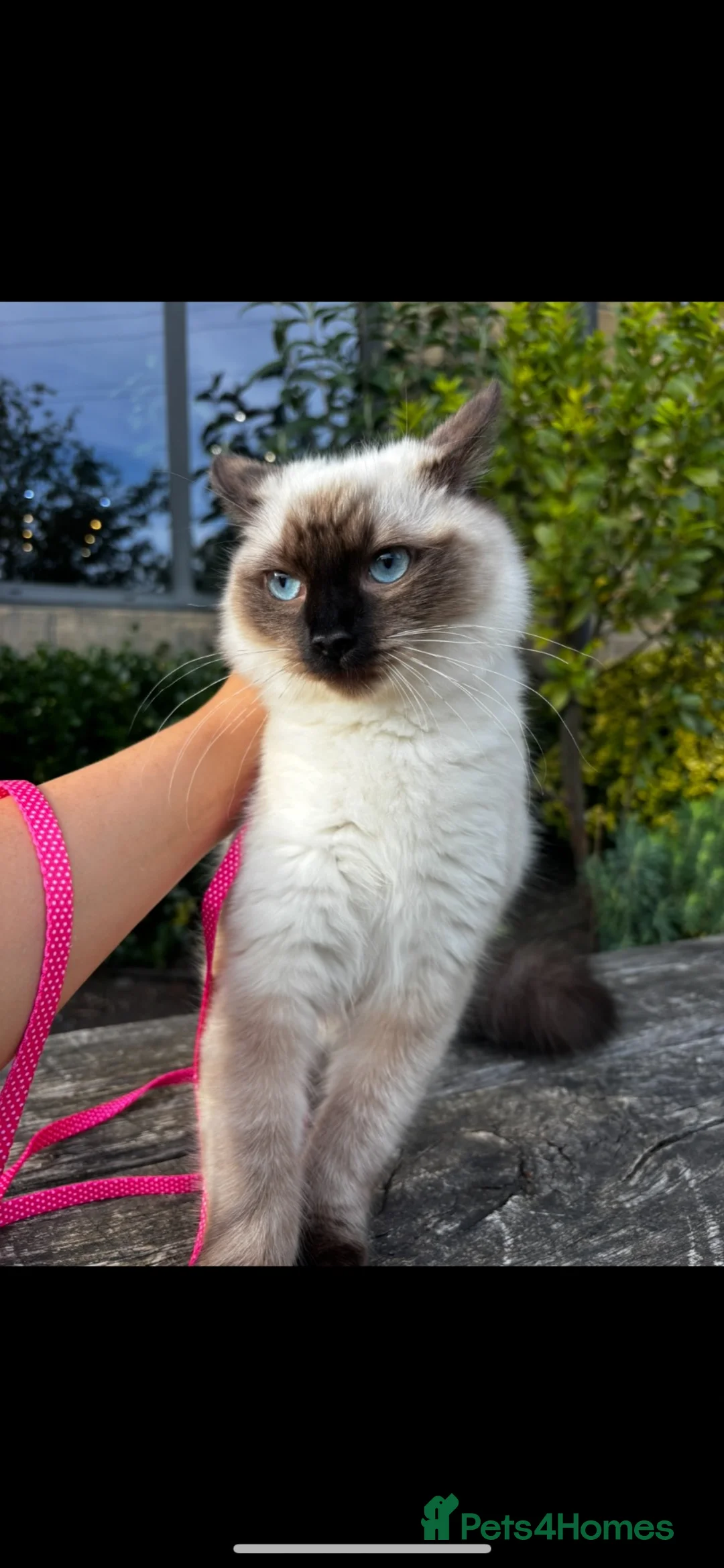 Ragdoll cats for sale: Female ragdoll  - Advert 1