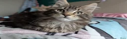 Maine Coon cats for sale: GCCF Maine Coon Kittens  - Advert 13