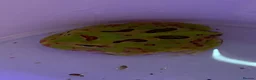 Frog reptiles for sale: Pac-Man Frogs cb26  - Advert 15