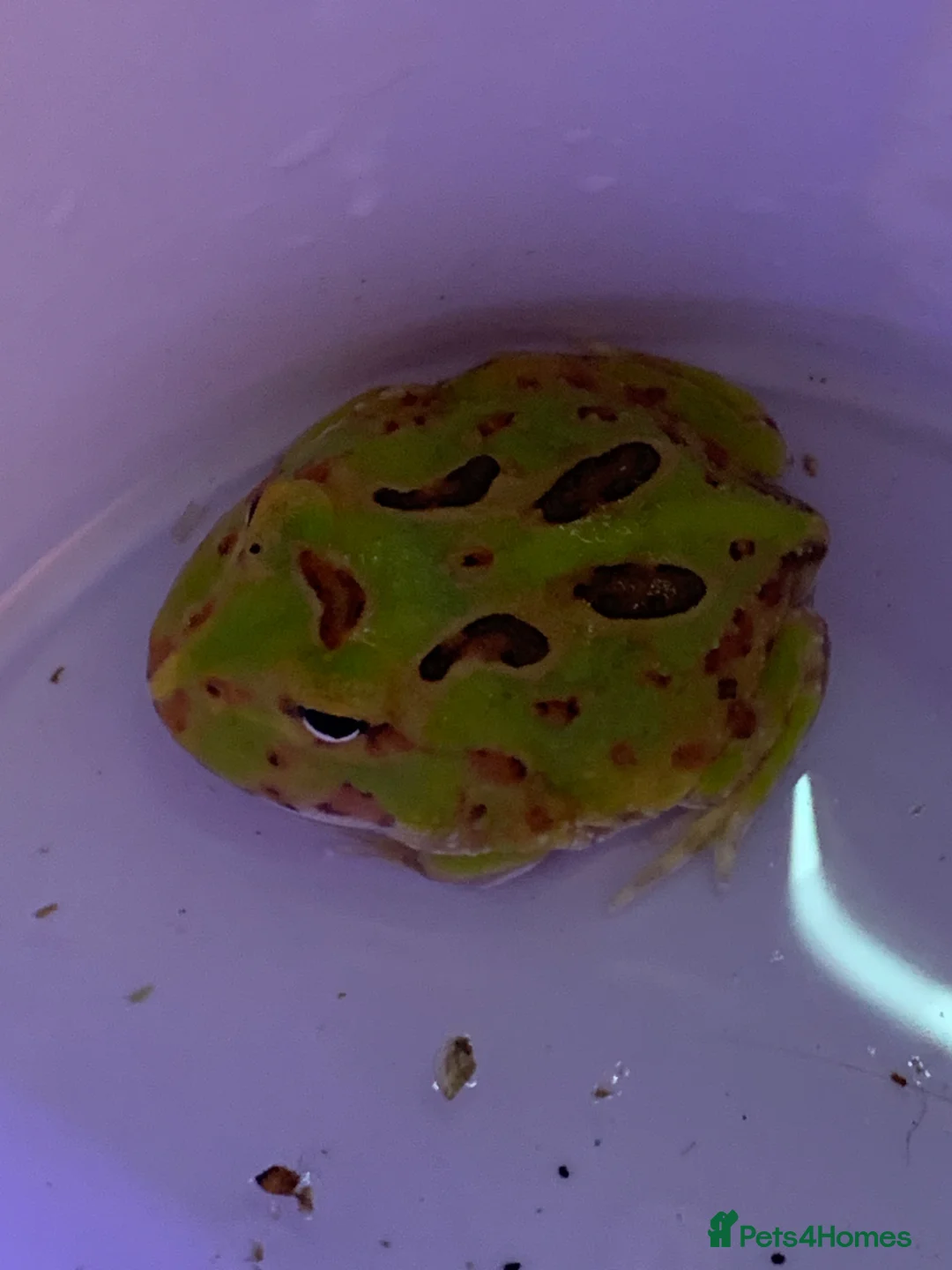 Frog reptiles for sale: Pac-Man Frogs cb26  - Advert 15