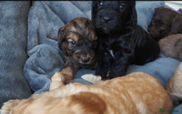 Cockapoo dogs for sale: Gorgeous cockerpoo  puppies for sale  - Image 17