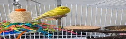 Budgerigars birds for sale: 2 beautiful budgies in Oldbury - Advert 3