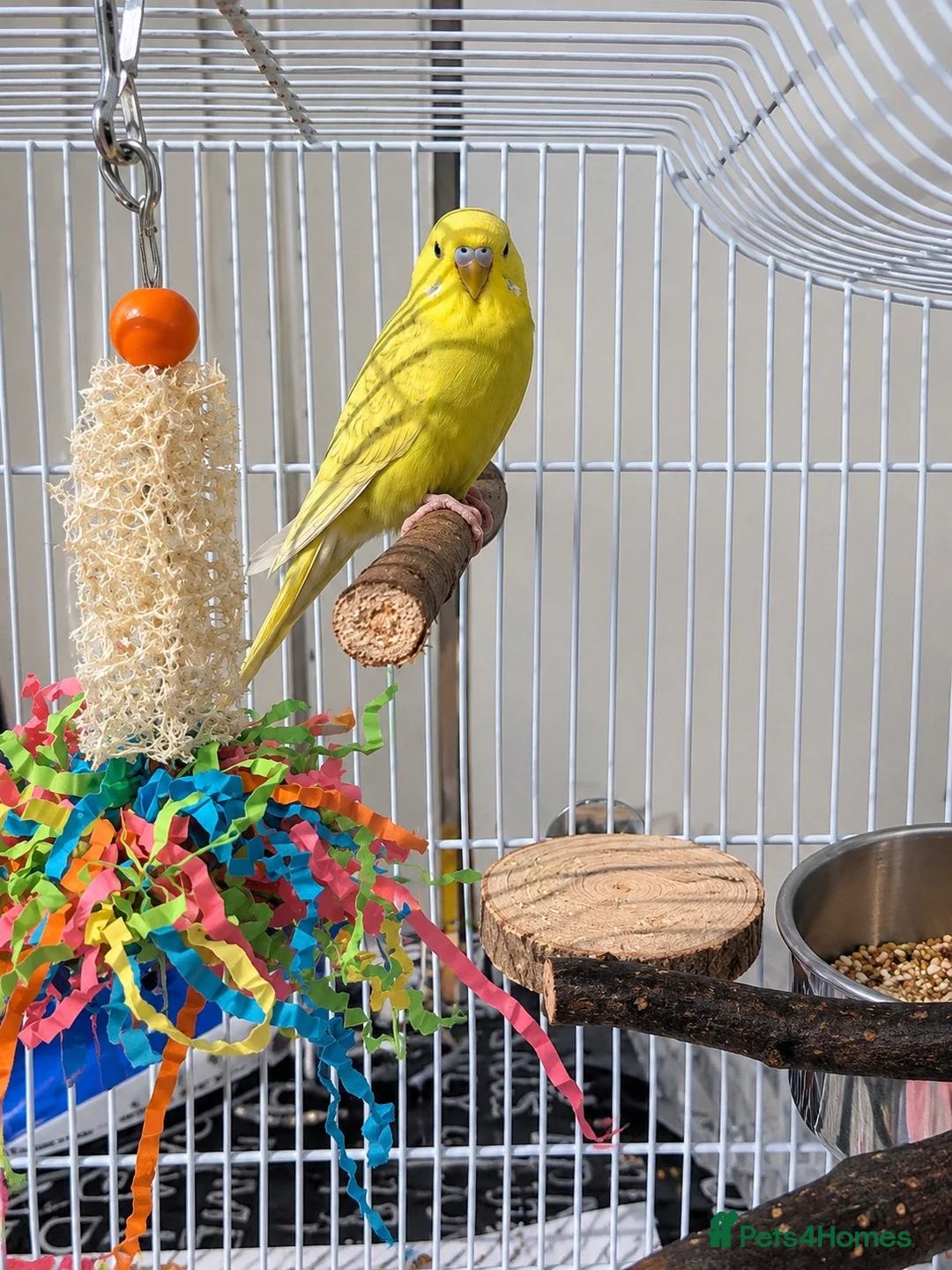 Budgerigars birds for sale: 2 beautiful budgies in Oldbury - Advert 3