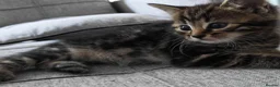 Mixed Breed cats for sale: Adorable Kittens Ready for Loving Homes ❤️ - Advert 5