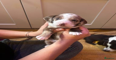 Mixed Breed dogs - Advert 9
