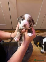 Mixed Breed dogs - Advert 6