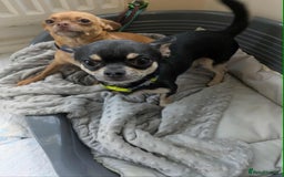 Chihuahua dogs for sale: Female & Male  in Derby - Image 3