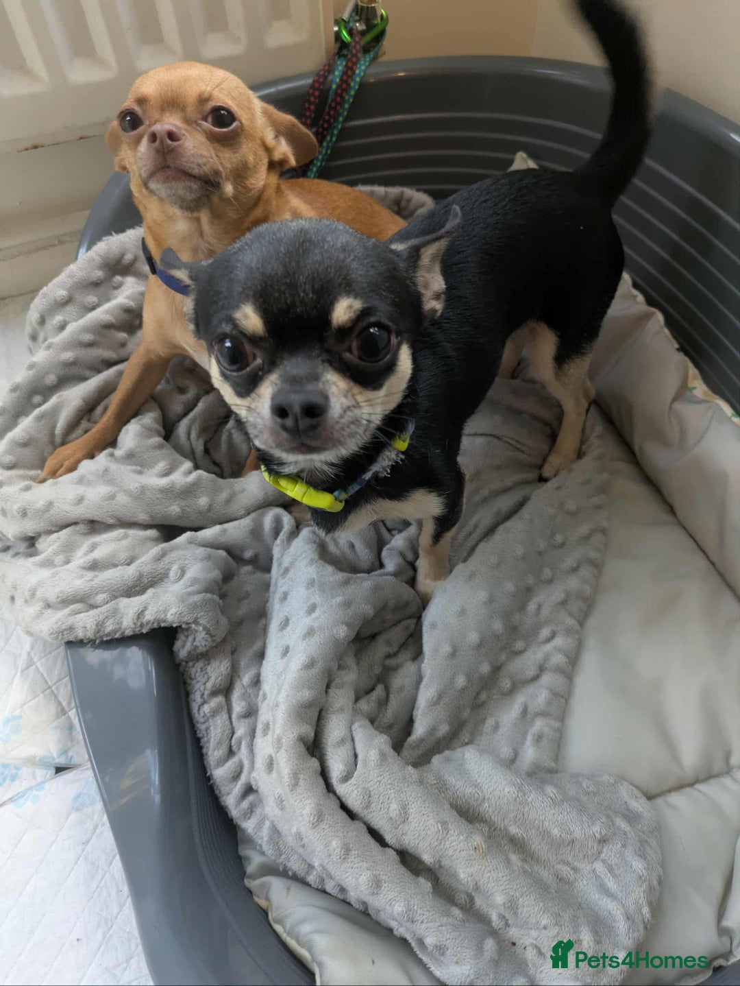 Chihuahua dogs for sale: Female & Male  in Derby - Image 3