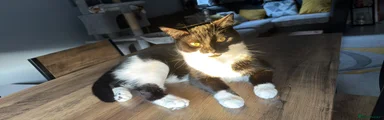 Bella 