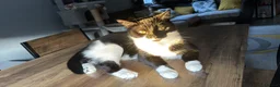 Domestic Shorthair cats for sale: 1 year old female cats for rehome in Bridgwater - Advert 6