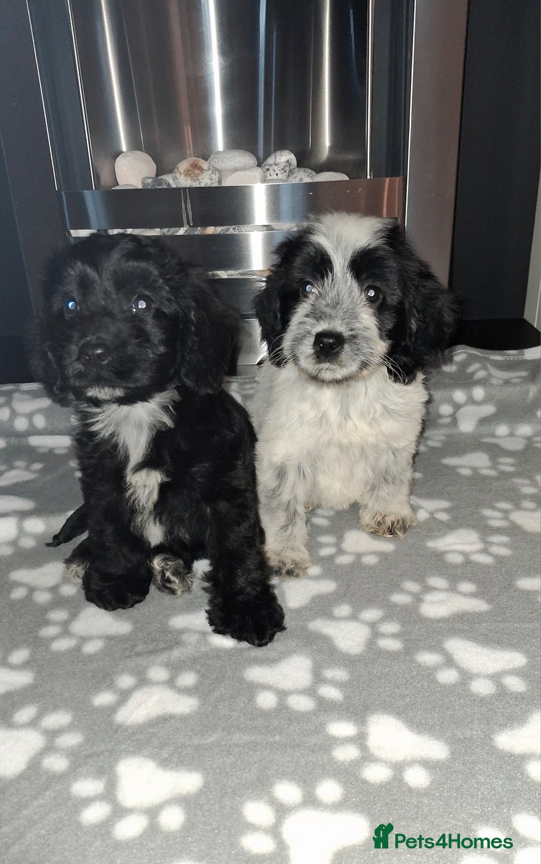 Cockapoo dogs for sale: Health tested show type cockapoo puppies! - Image 8