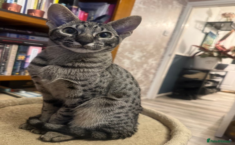 Savannah cats - Advert 2