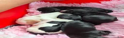 Cocker Spaniel dogs for sale: Beautiful litter of working cocker puppies - Advert 7