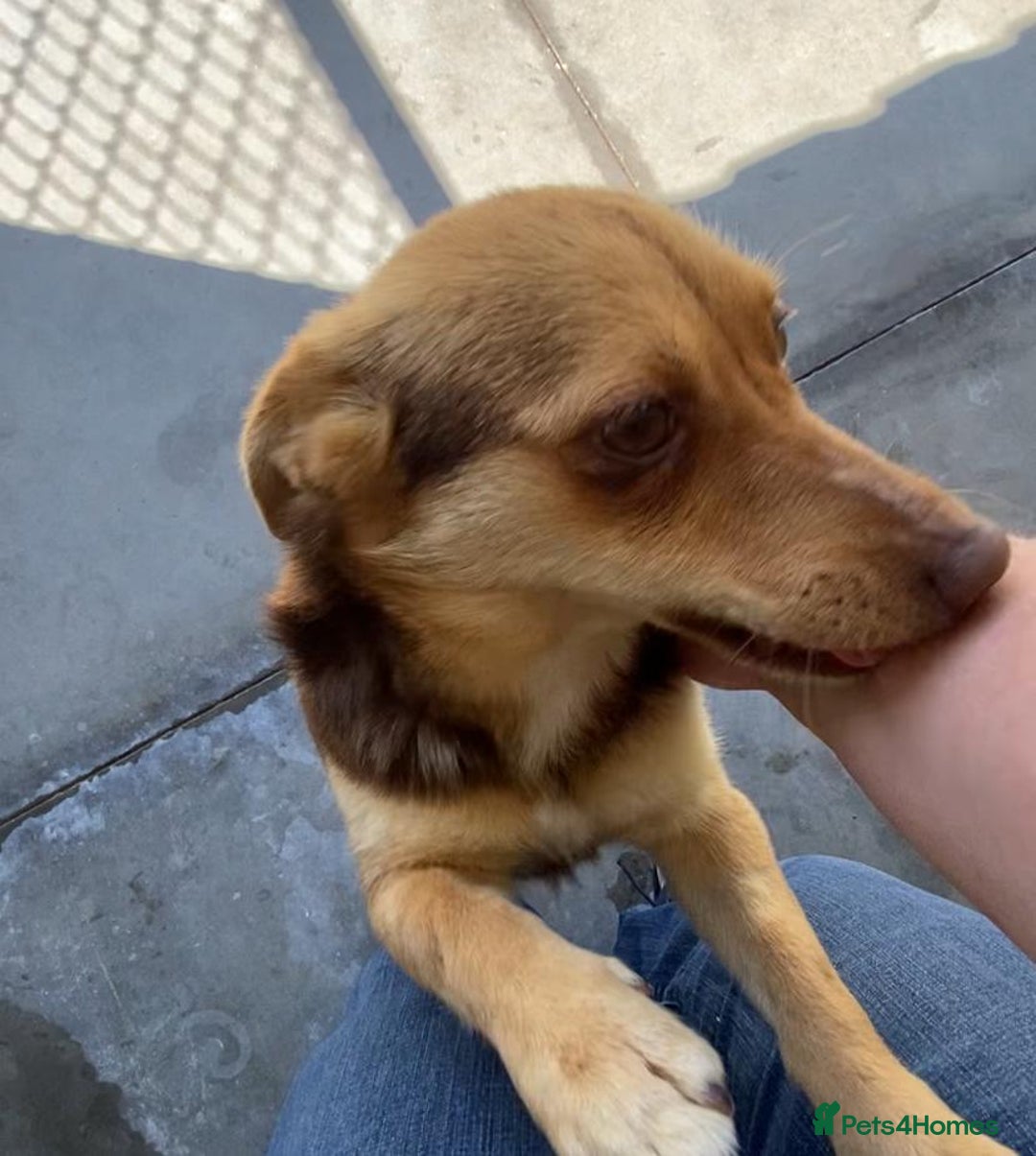 Mixed Breed dogs for adoption: Myrtle, 2-3 years old. Reserved stc. in Brixham - Image 13