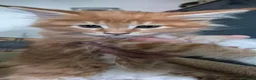 Maine Coon cats for sale: Maine Coon Boy - Advert 1