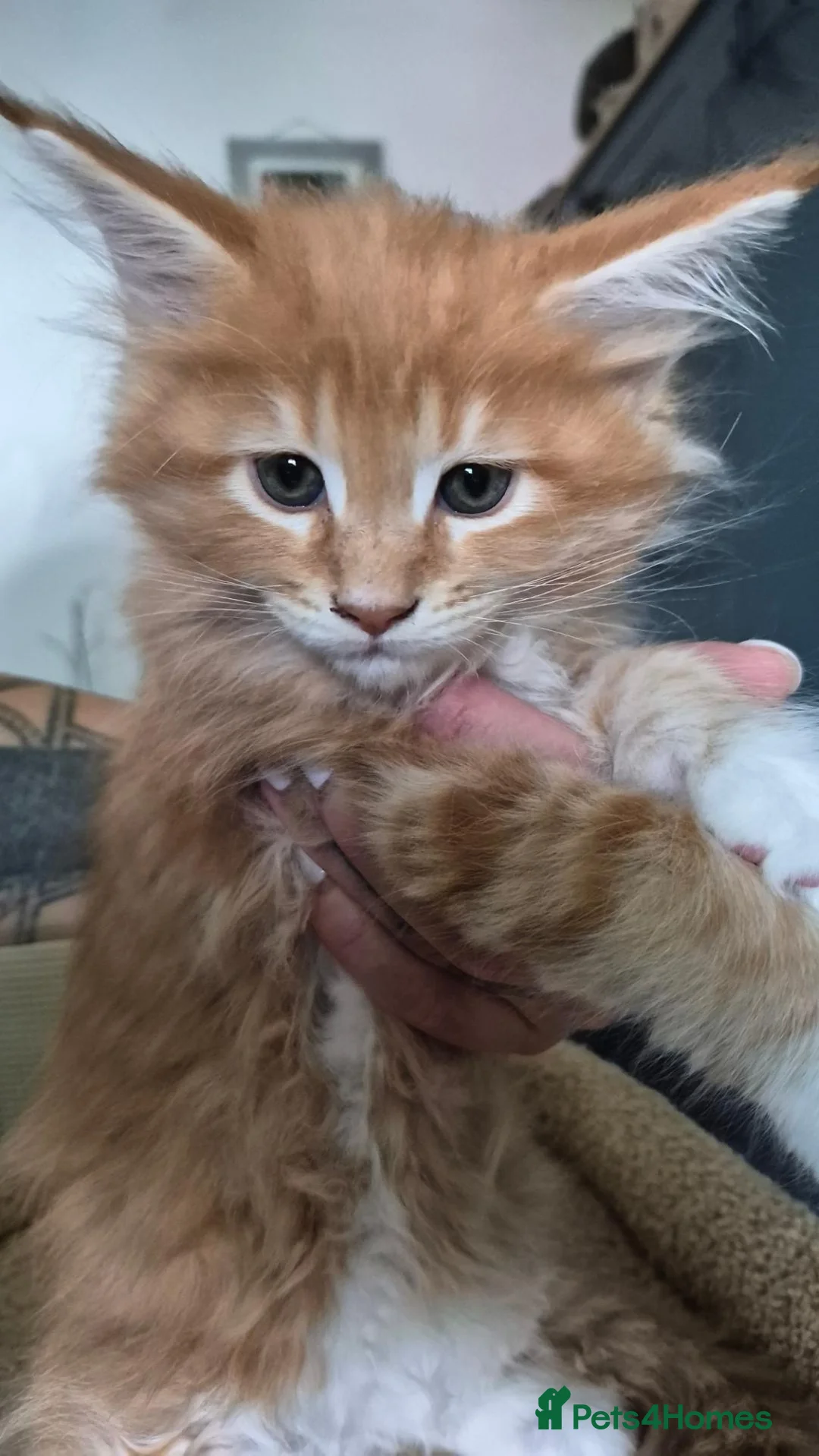 Maine Coon cats for sale: Maine Coon Boy - Advert 1