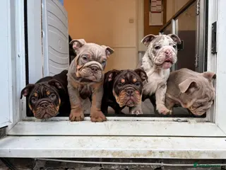 English Bulldog dogs LAST 4 🇬🇧 English Bulldogs 🧬 MUST SEE ‼️👀 - Advert 4