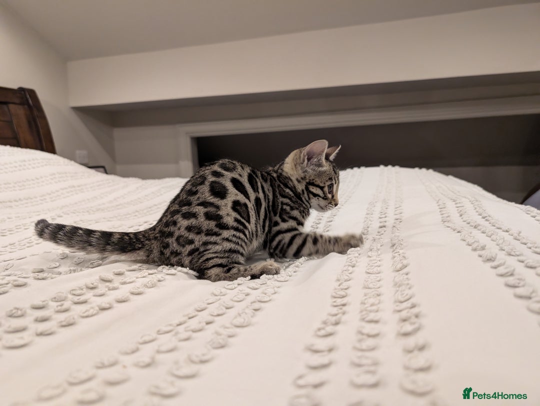 Bengal cats for sale: 🖤🤎 Gorgeous Bengal Kittens 🤎🖤 - Advert 15