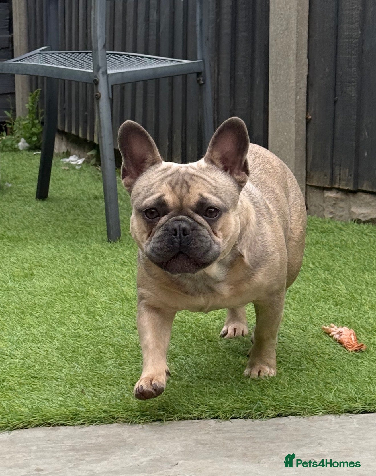 French Bulldog dogs French Bulldog  - Advert 3