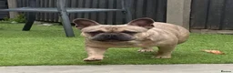 French Bulldog dogs for sale: French Bulldog  in Castleford - Advert 1