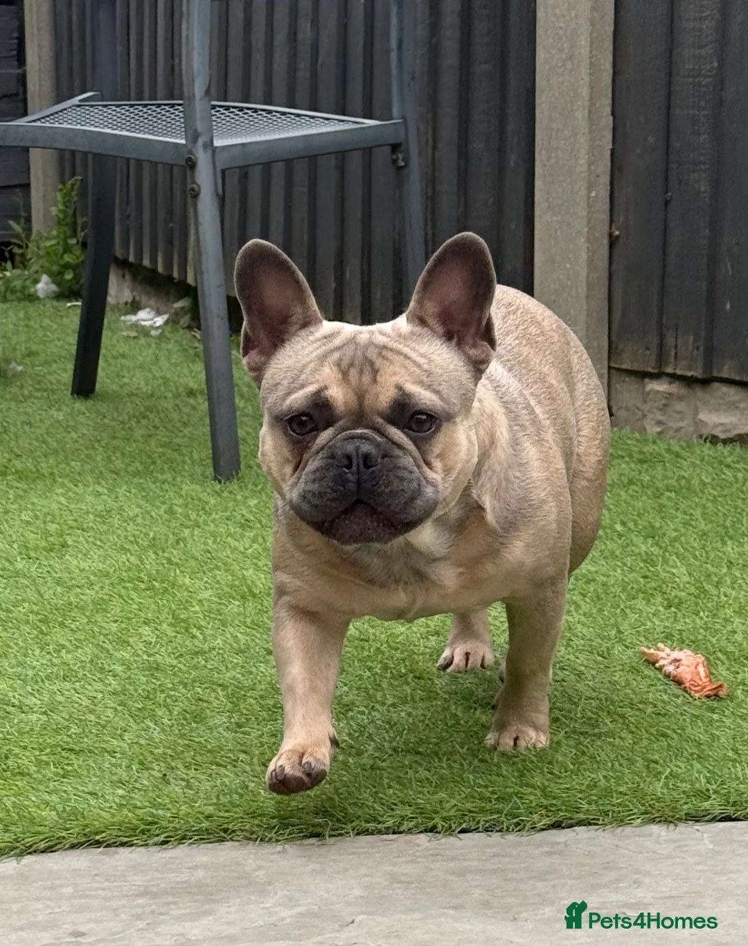 French Bulldog dogs for sale: French Bulldog  in Castleford - Advert 1