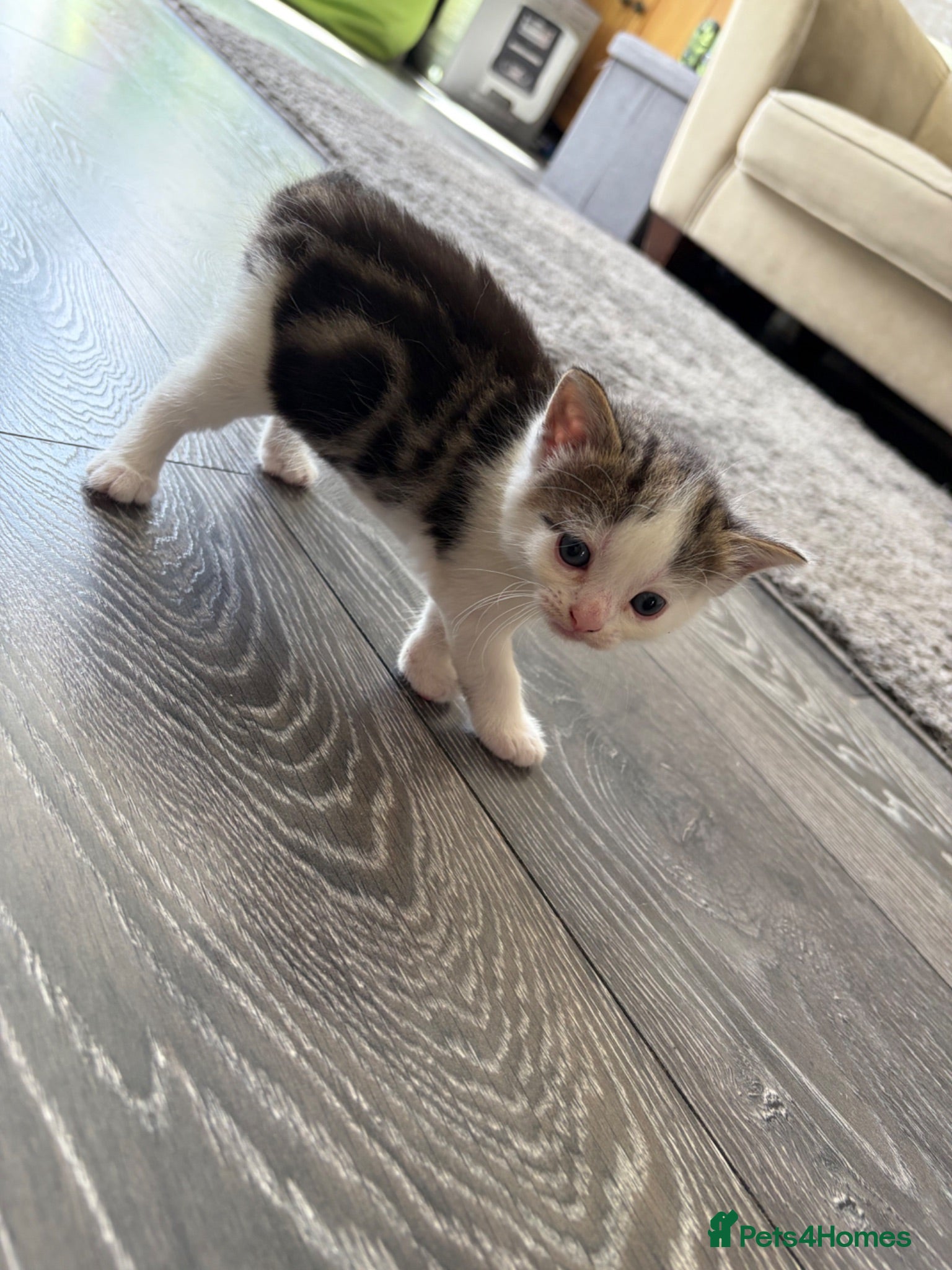 Mixed Breed cats 3 cute, cuddly kittens for sale - Advert 1