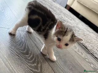 Mixed Breed cats 3 cute, cuddly kittens for sale - Advert 1