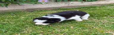 Border Collie 2