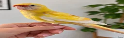 Parakeets birds for sale: Red rumped lutino parakeet 4 months old baby - Advert 5