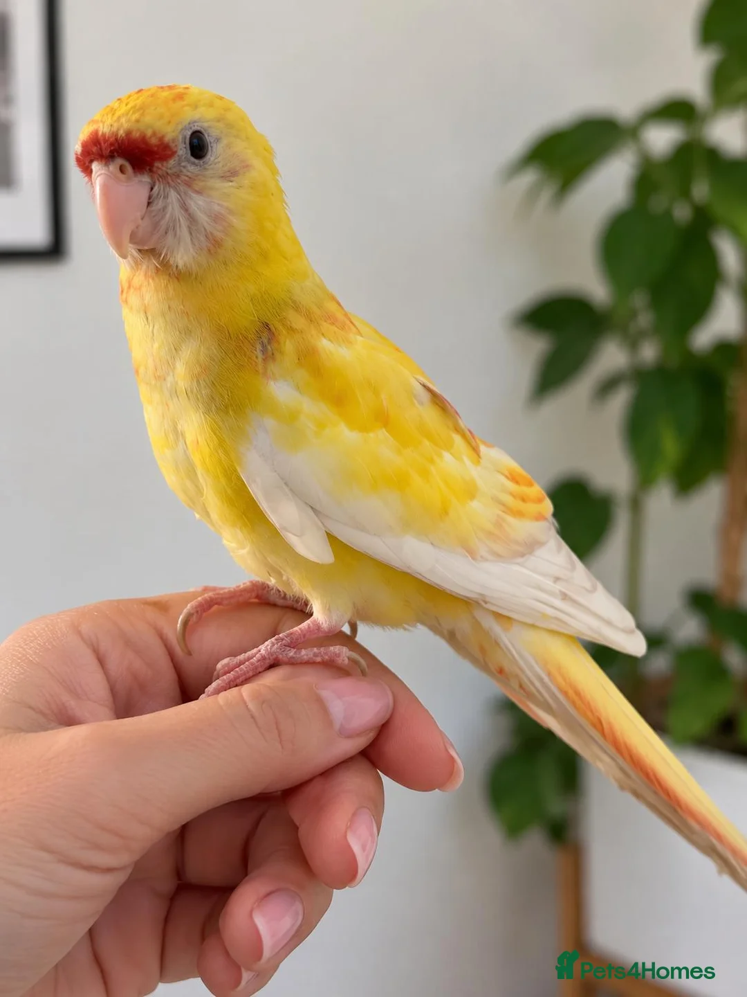 Parakeets birds for sale: Red rumped lutino parakeet 4 months old baby - Advert 5