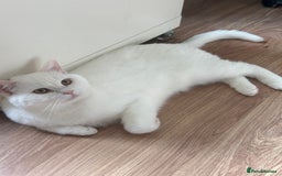 British Shorthair cats for sale: Gorgeous British Longhair & Shorthair Kittens - Image 27