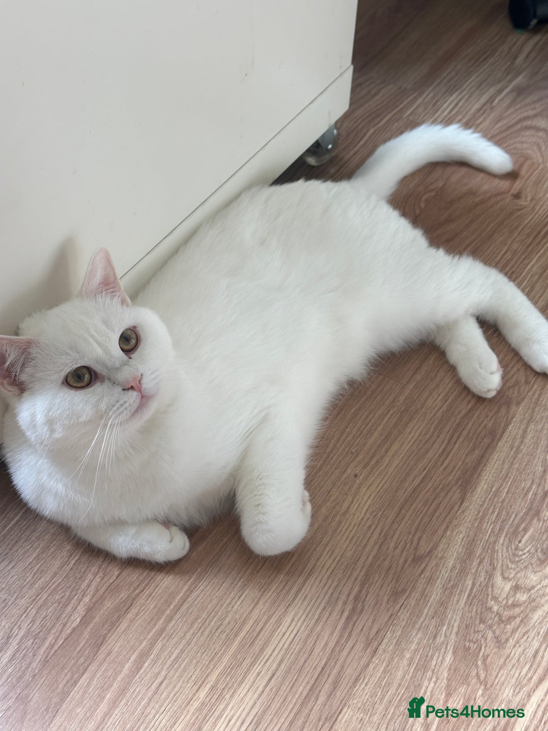 British Shorthair cats for sale: Gorgeous British Longhair & Shorthair Kittens - Image 27