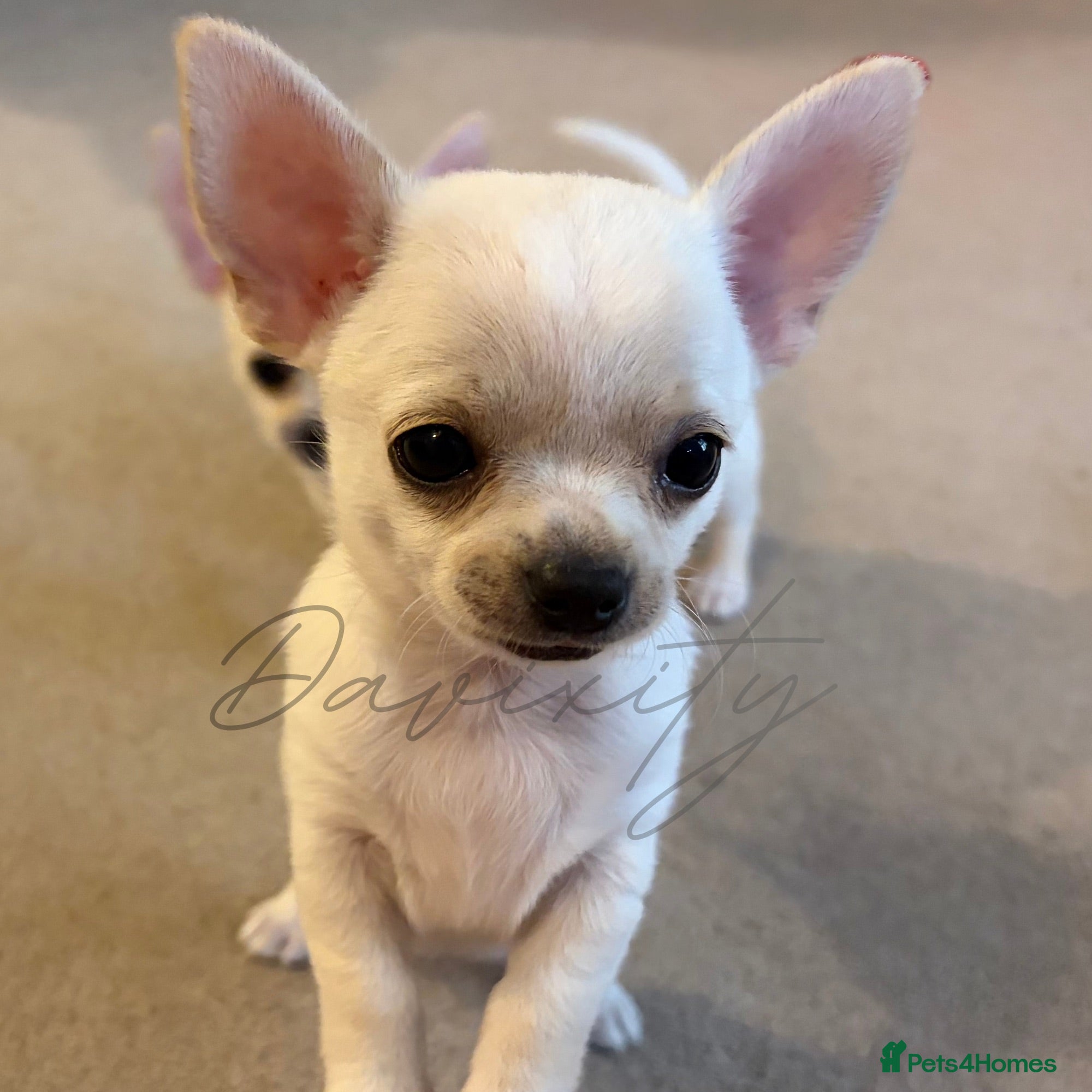 Chihuahua dogs Beautiful KC White Girl  - Advert 1