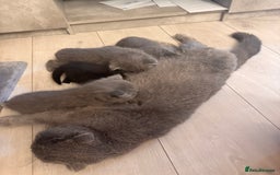 British Shorthair cats for sale: Kittens for sale - Image 6