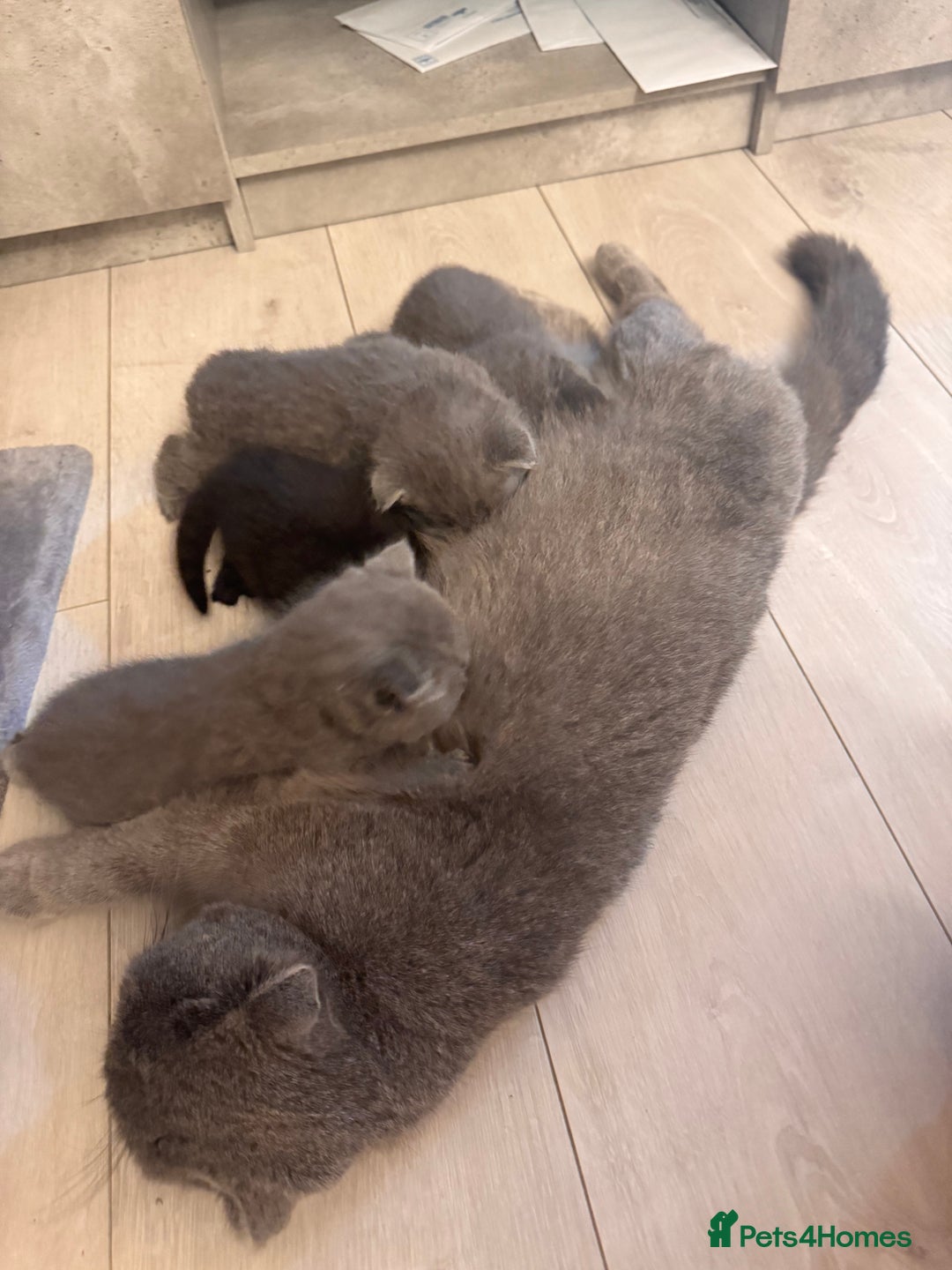 British Shorthair cats for sale: Kittens for sale - Image 6