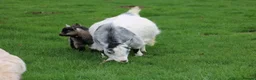 Goats livestock for sale: Pygmy Goat Club registered goats  - Advert 5