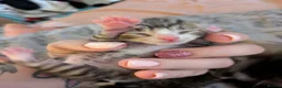 Mixed Breed cats for sale: Five stunning kittens - Advert 13